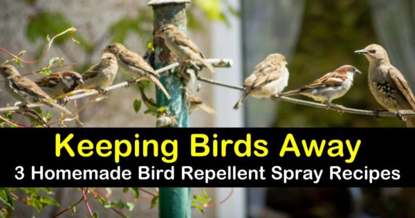 Homemade Bird Repellent Spray, How To Keep Birds Away From My Garden
