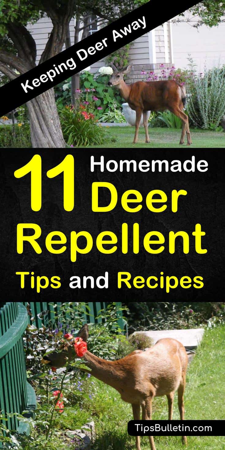 Learn how to make homemade, natural deer repellent. Keep deer out of your garden and from eating your plants, flowers and fruit trees, with these simple tips and recipes for keeping deer out of your yard. #deerbegone #deerrepellent #getridofdeer