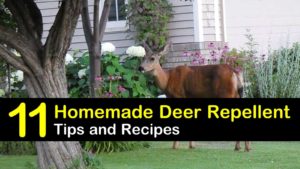 homemade deer repellent titleimg1