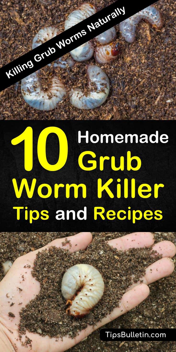 Learn how to get rid of grubs worms, the larval of Japanese beetles before they can destroy your plants and lawn. These common garden pests, if left unchecked will kill your yard. Discover homemade grub killer tips and recipes to deal with these common insects. #grubworms #killgrubworms #nomoregrubs