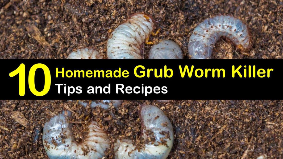 Killing Grub Worms Naturally - 10 Homemade Grub Worm Killer Tips...