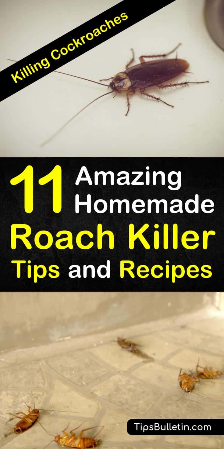 Discover amazing DIY cockroach repellent recipes and home remedies for killing roaches. Learn how to use simple ingredients, like sugar, baking soda, and bay leaves to create roach spray and traps that kill cockroaches. #killcockroaches #roachrepellent #getridofroaches