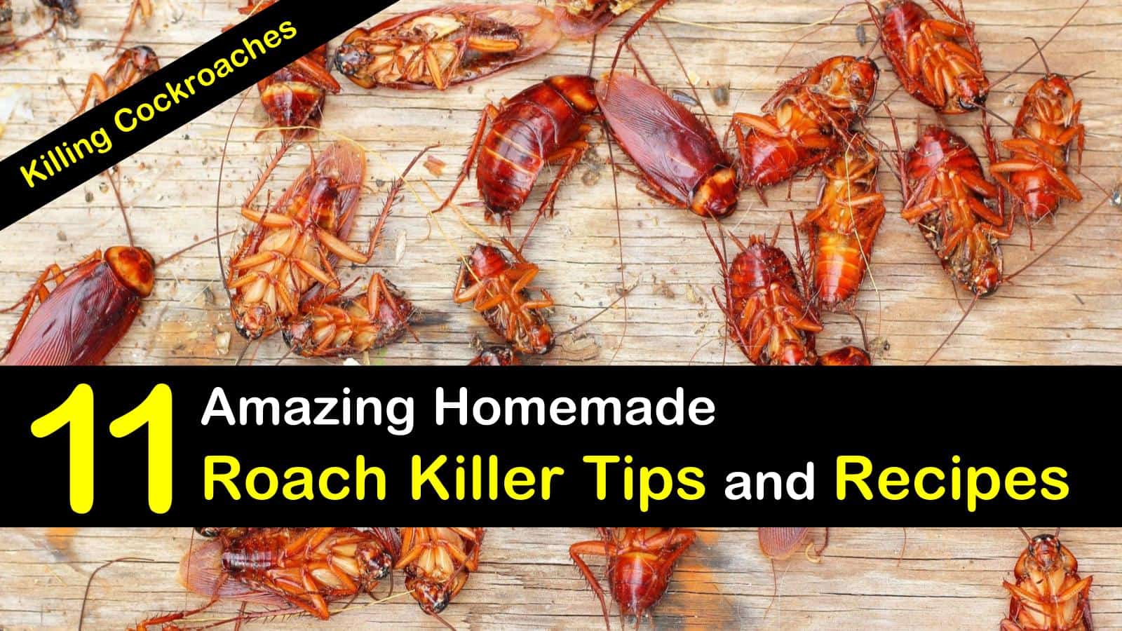 Killing Cockroaches 11 Amazing Homemade Roach Killer Tips And