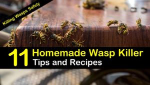 homemade wasp killer titleimg1