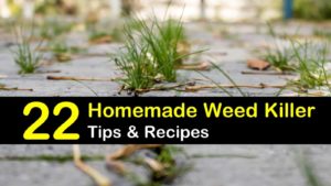 homemade weed killer titleimg1