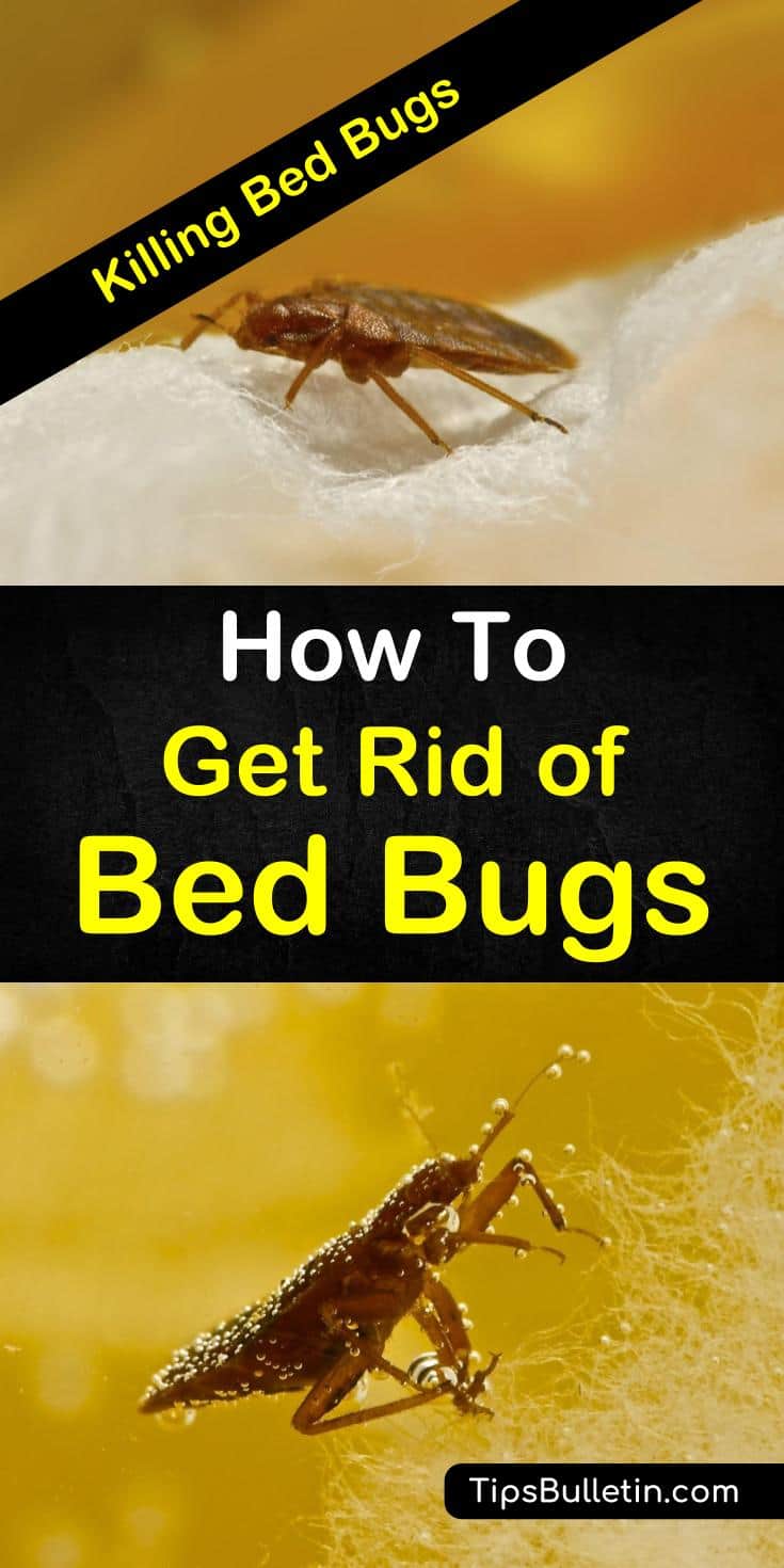 Learn how to get rid of bed bugs naturally with baking soda and other home remedies. Learn how to make DIY bed bug sprays to treat your mattress fast. Discover easy ways to treat bed bug bites with alcohol and other everyday items. #getridofbedbugs #nomorebedbugs #naturalbedbugremedies