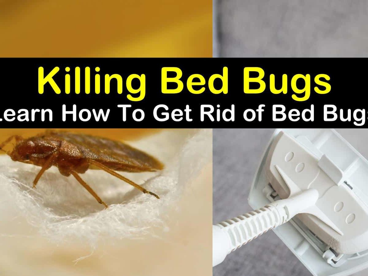 Bed Bugs, Do Bed Bugs Hide In Plastic