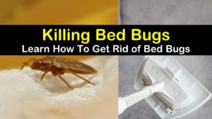 how to get rid of bed bugs titleimg1