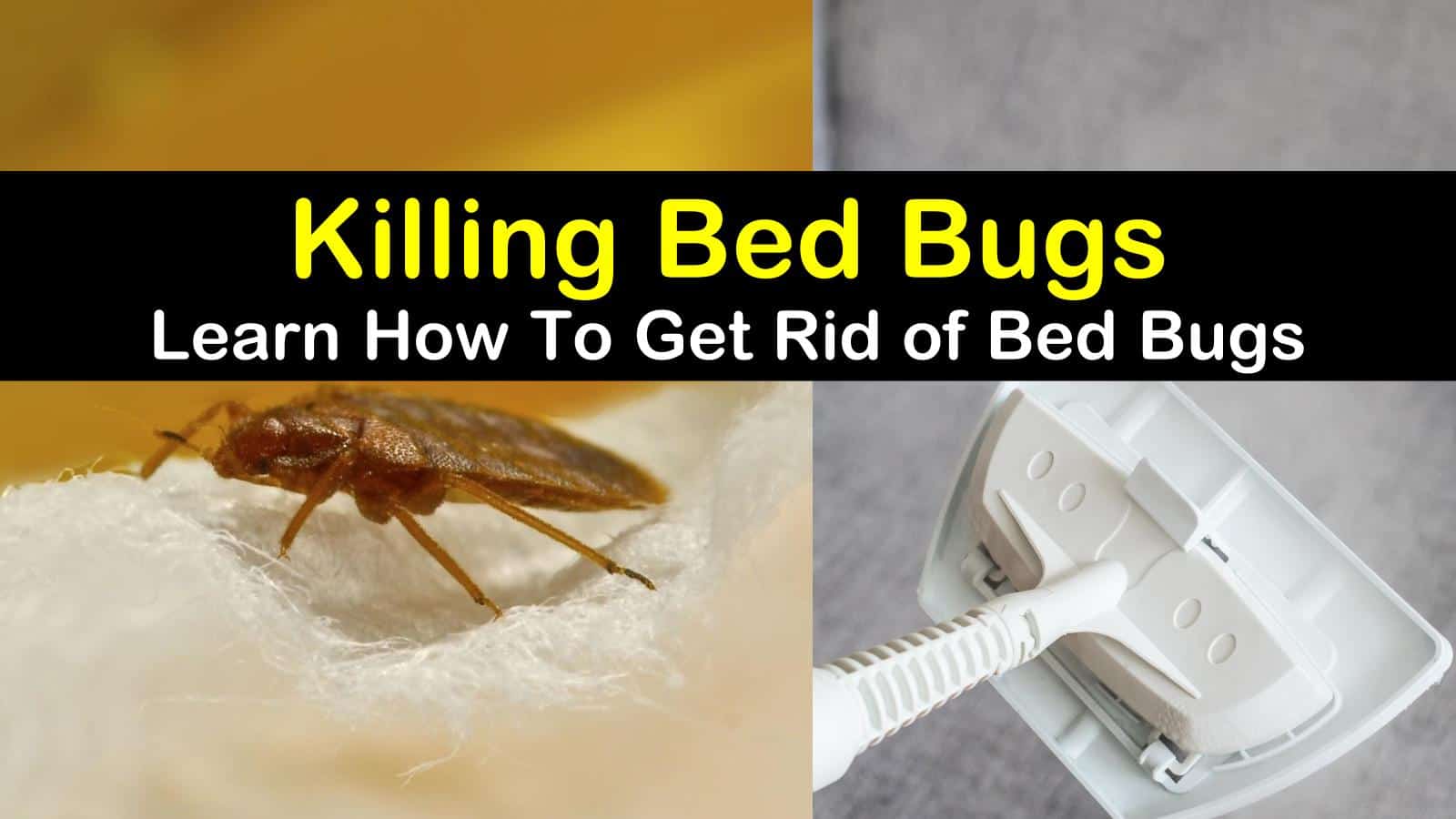 Hot Shot Bed Bug Interceptor PesticideFree Bed Bug