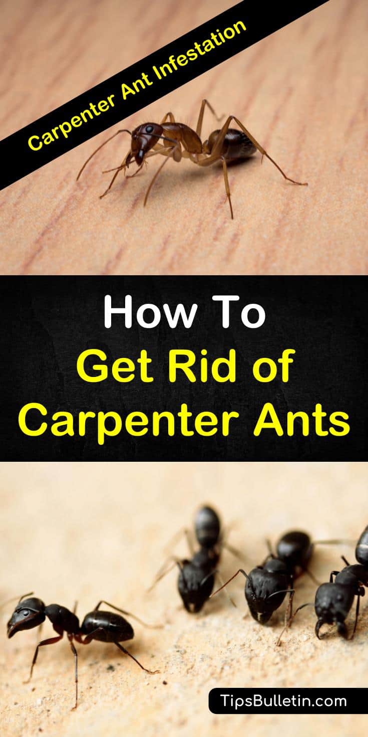 Learn how to get rid of carpenter ants naturally with these home remedies. The DIY pest control methods will help you deal with a carpenter ant infestation in the house. Learn how to use vinegar to deter ants and which plants will keep them at bay. #carpenterants #nocarpenterants #killcarpenterants