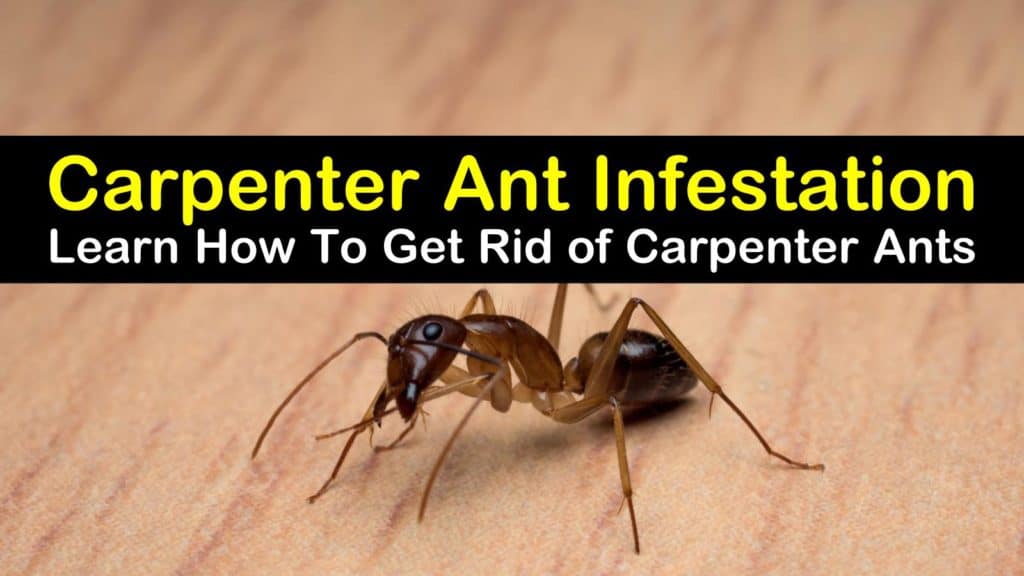 signs of carpenter ants in house