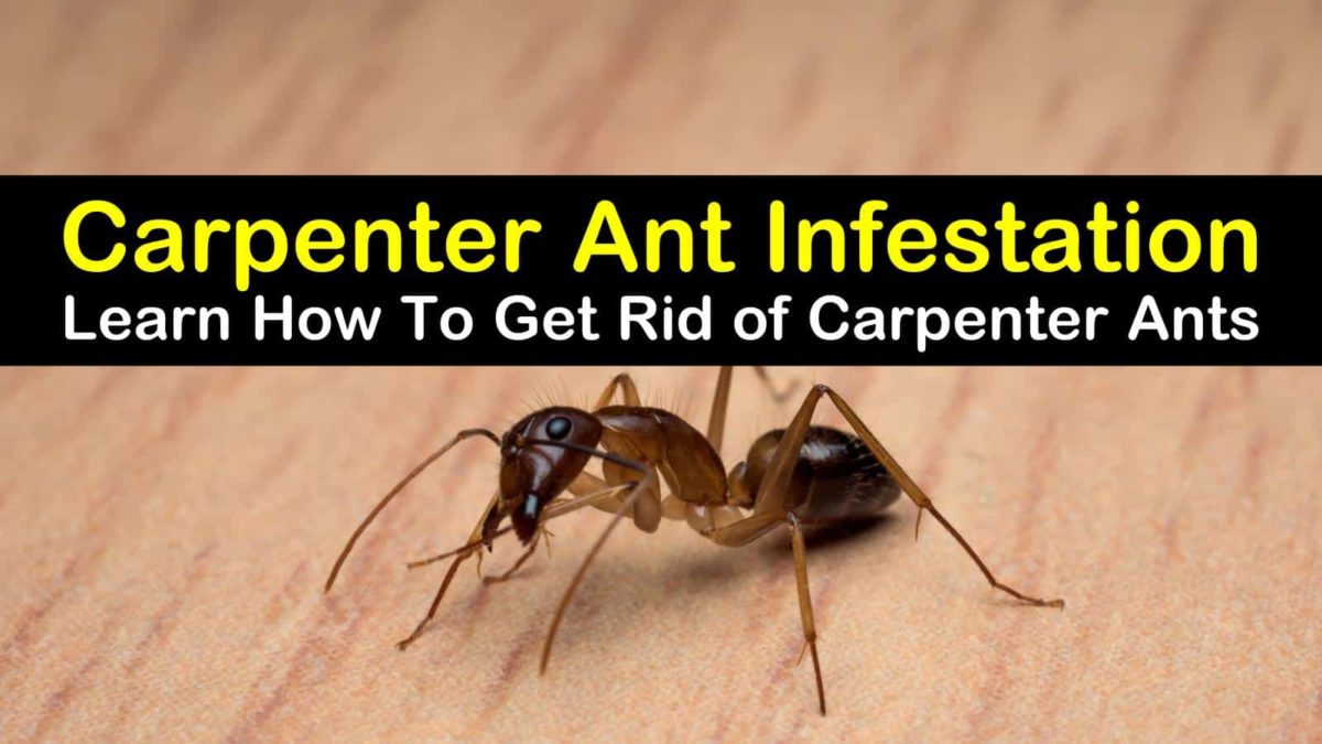 how to get rid of carpenter ants in your house naturally