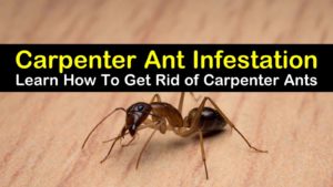 how to get rid of carpenter ants titleimg1