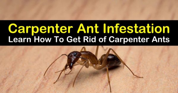 What Is The Best Product To Kill Carpenter Ants?