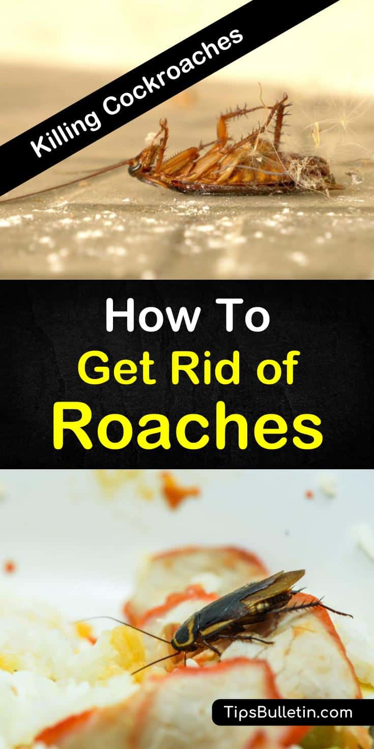 Killing Cockroaches - How to Get Rid of Roaches - How To Get Rid Of A Heavy Roach Infestation