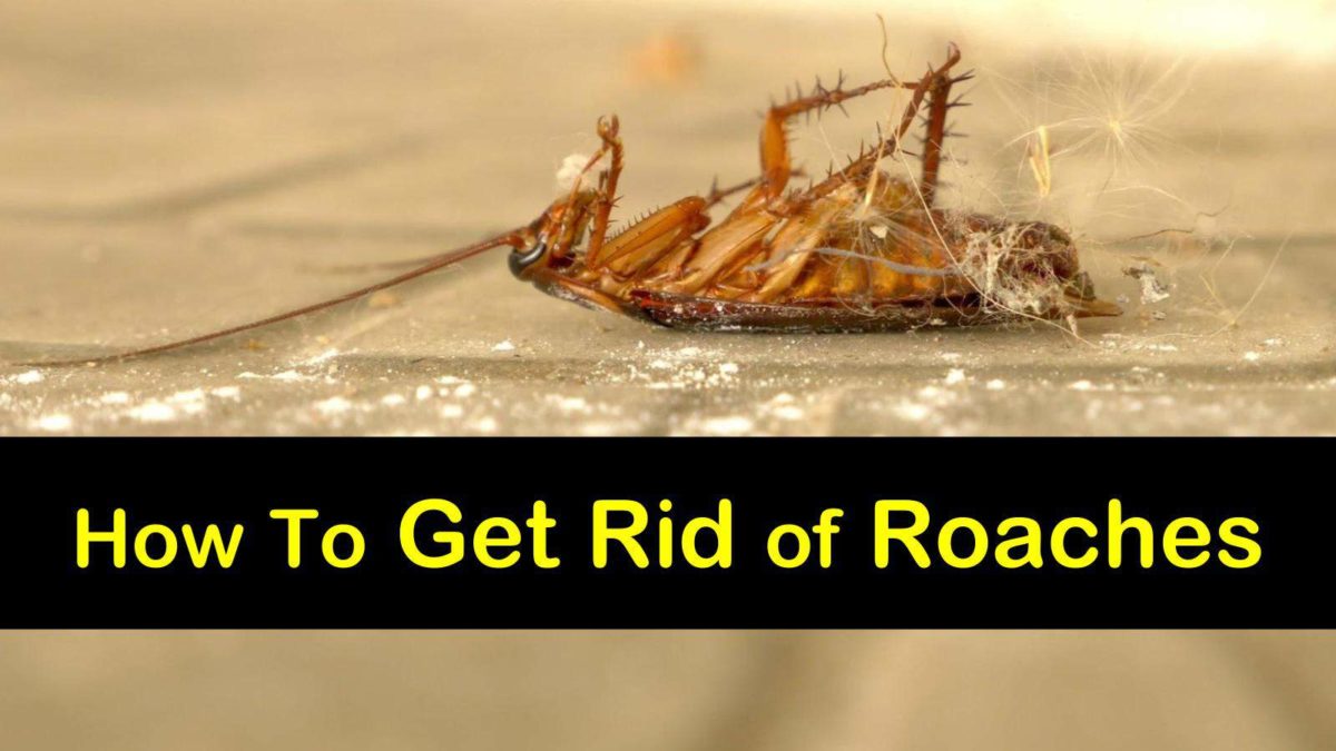 7+ Fast & Clever Ways to Get Rid of Roaches