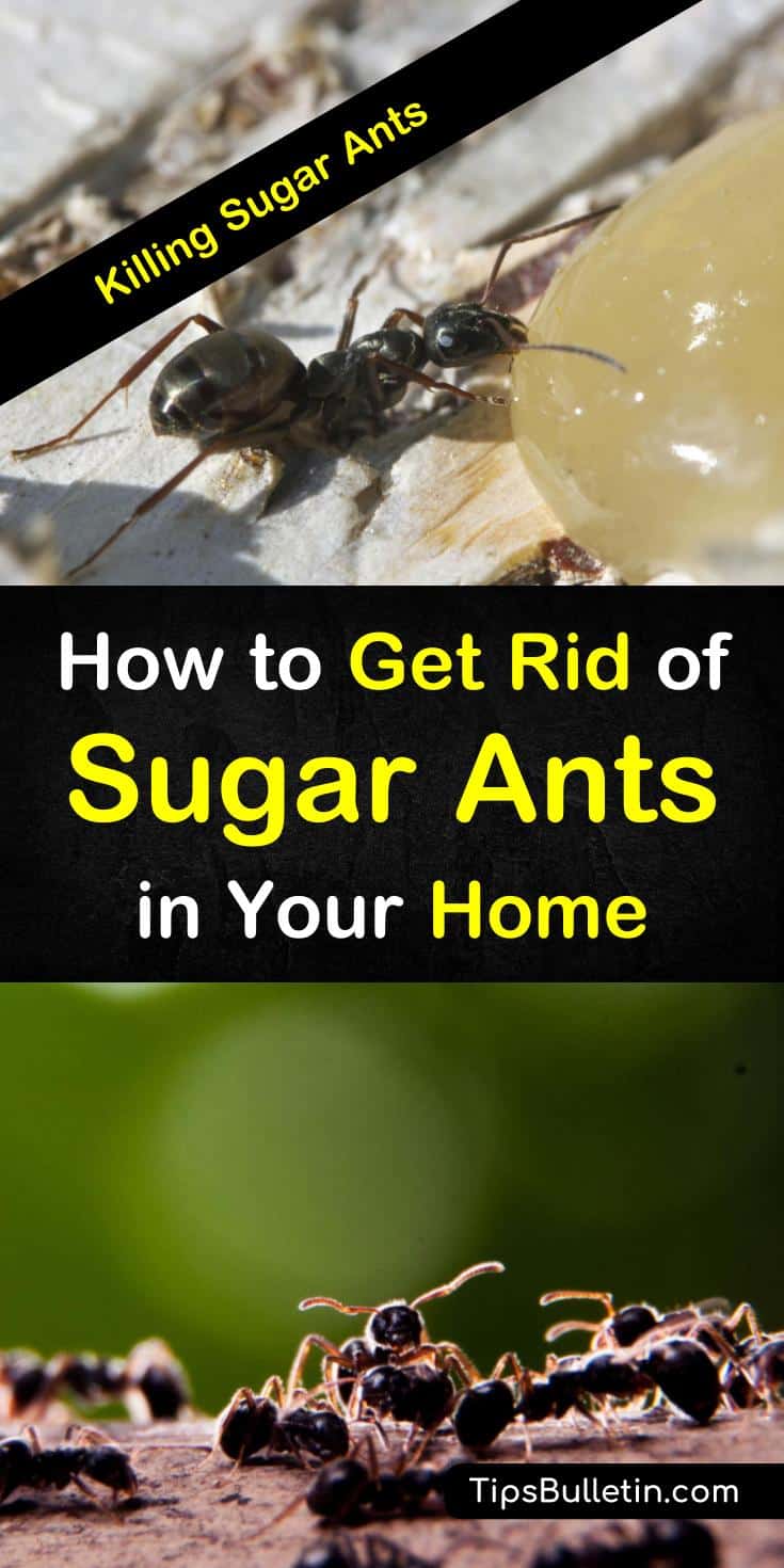 Learn how to get rid of sugar ants naturally with simple ingredients, like baking soda, boric acid, essential oils, and with vinegar. Make DIY solutions to kill ants in kitchens and keep them out of your house. #getridofsugarants #sugarants #ants #pestcontrol
