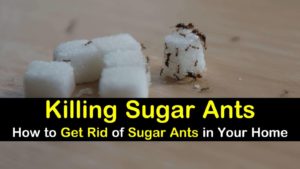 how to get rid of sugar ants titleimg1