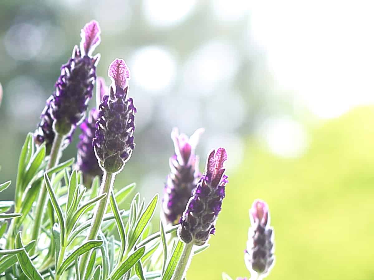 every garden should contain lavender