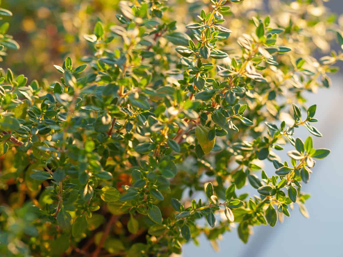 lemon thyme works well to repel spiders and other insects