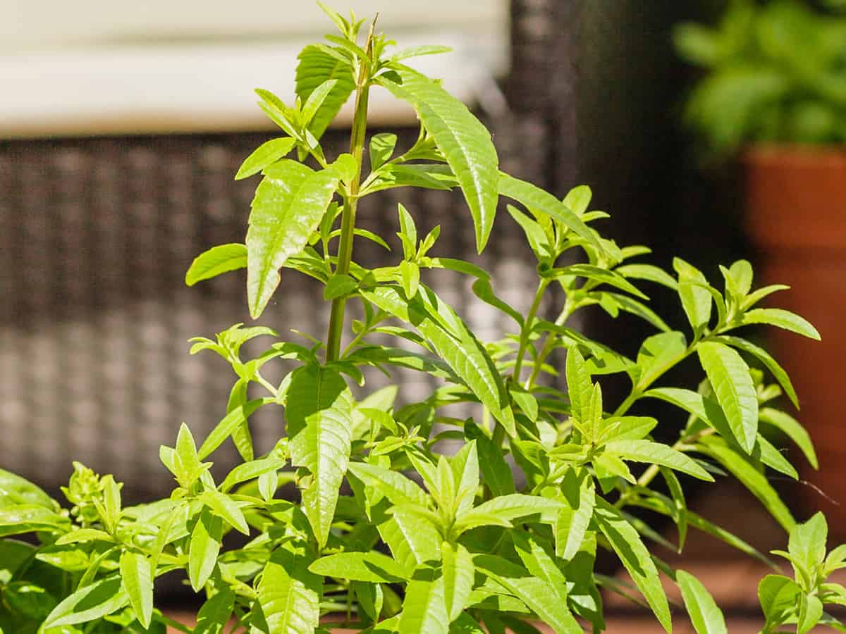 lemon verbena prefers full sun for optimum growth