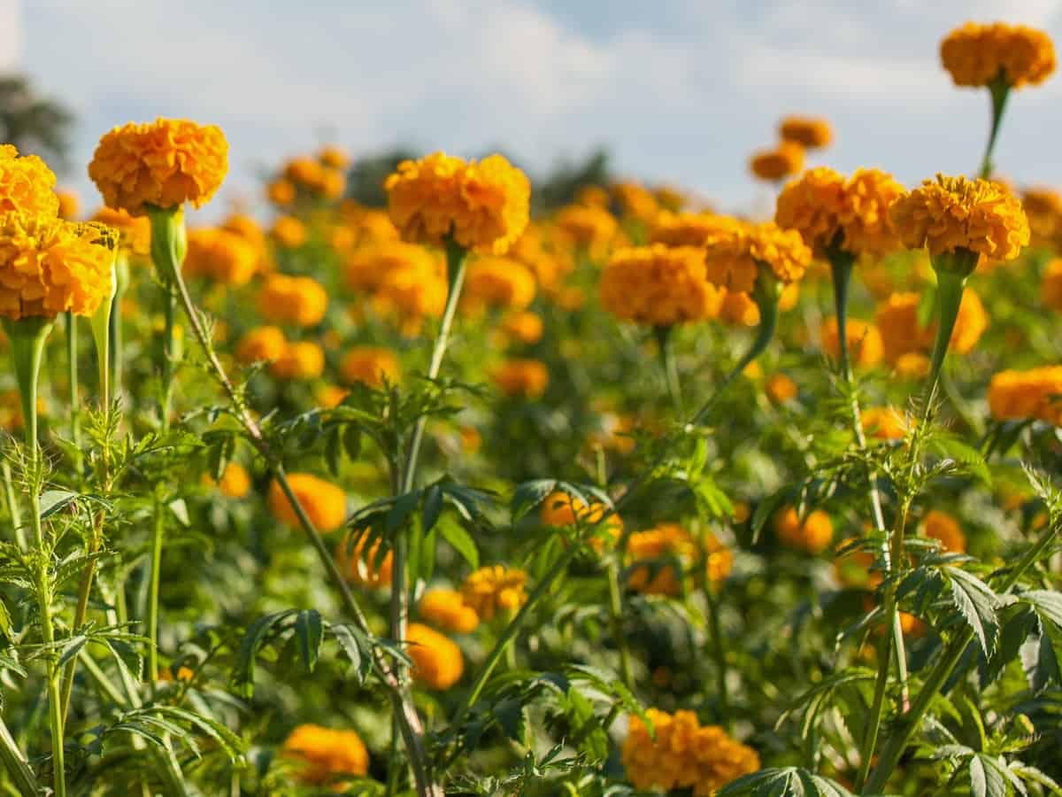 marigolds keep spiders and rabbits away from the garden