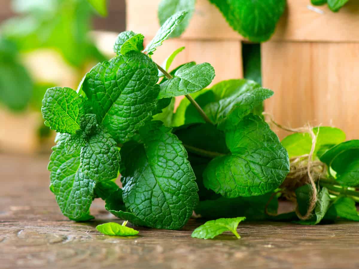 there are many different types of mint