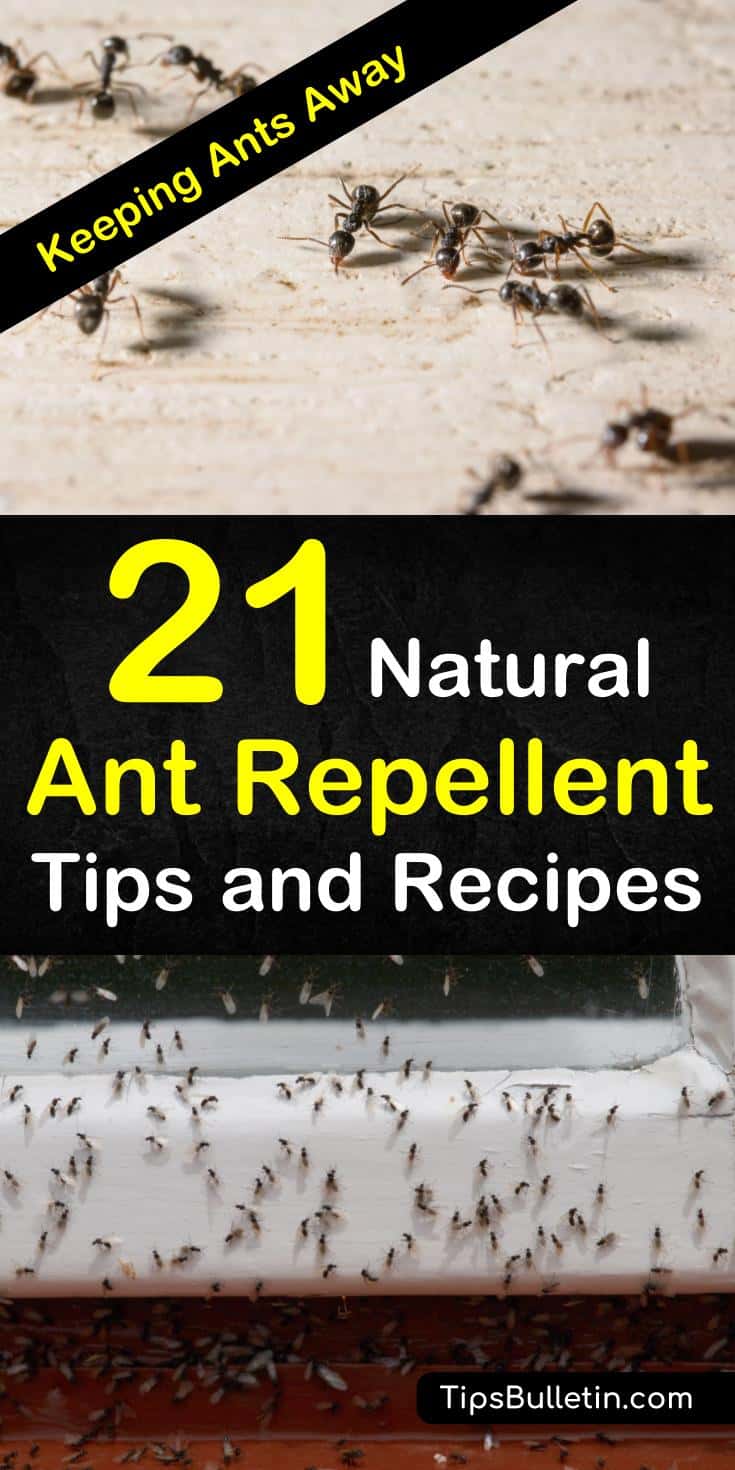 Say goodbye to ants for good with these natural ant repellent tips and recipes. Look through the many tricks that will make ant infestations a thing of the past. Keep a happy, healthy home without pesticides. #getridofants #antrepellent #antspray