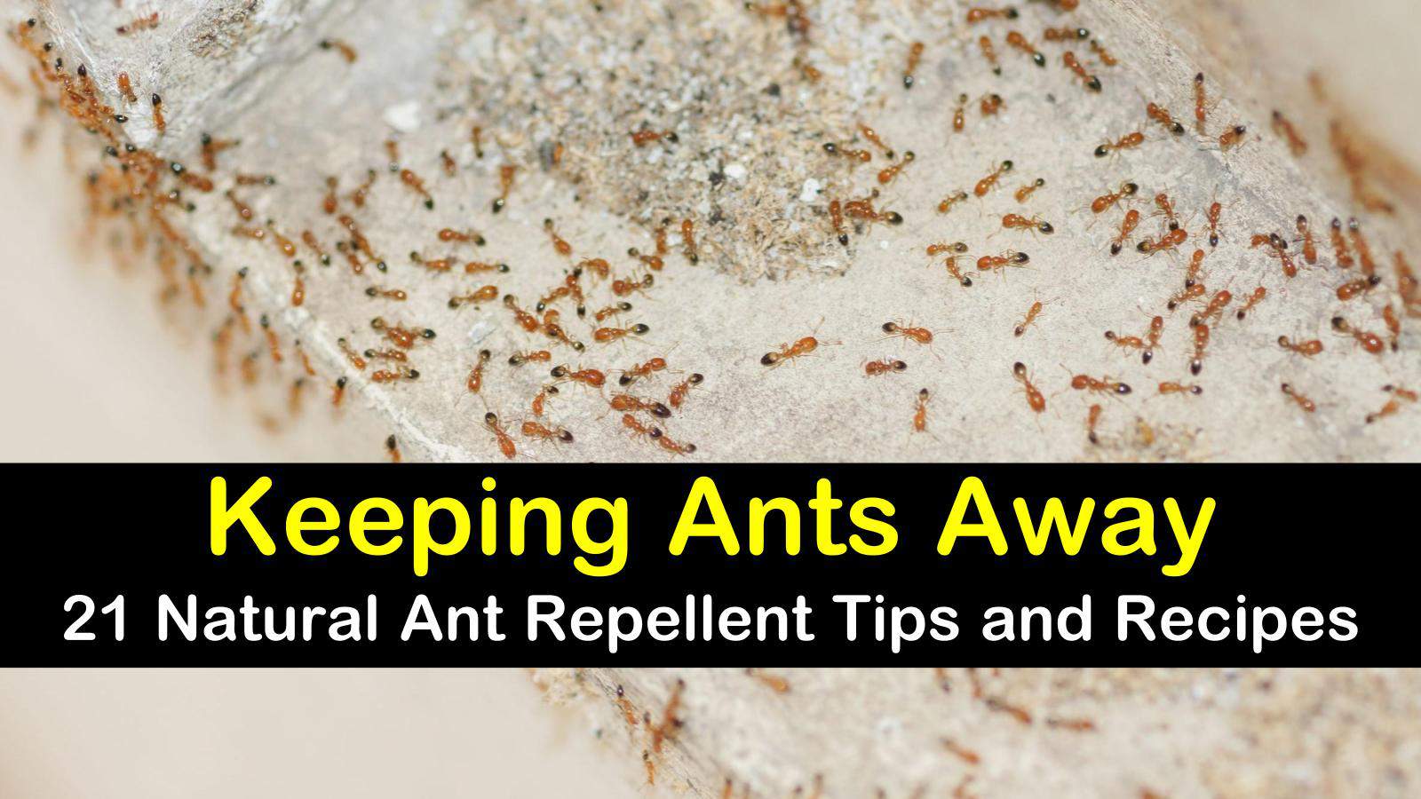 natural ant repellent titleimg1