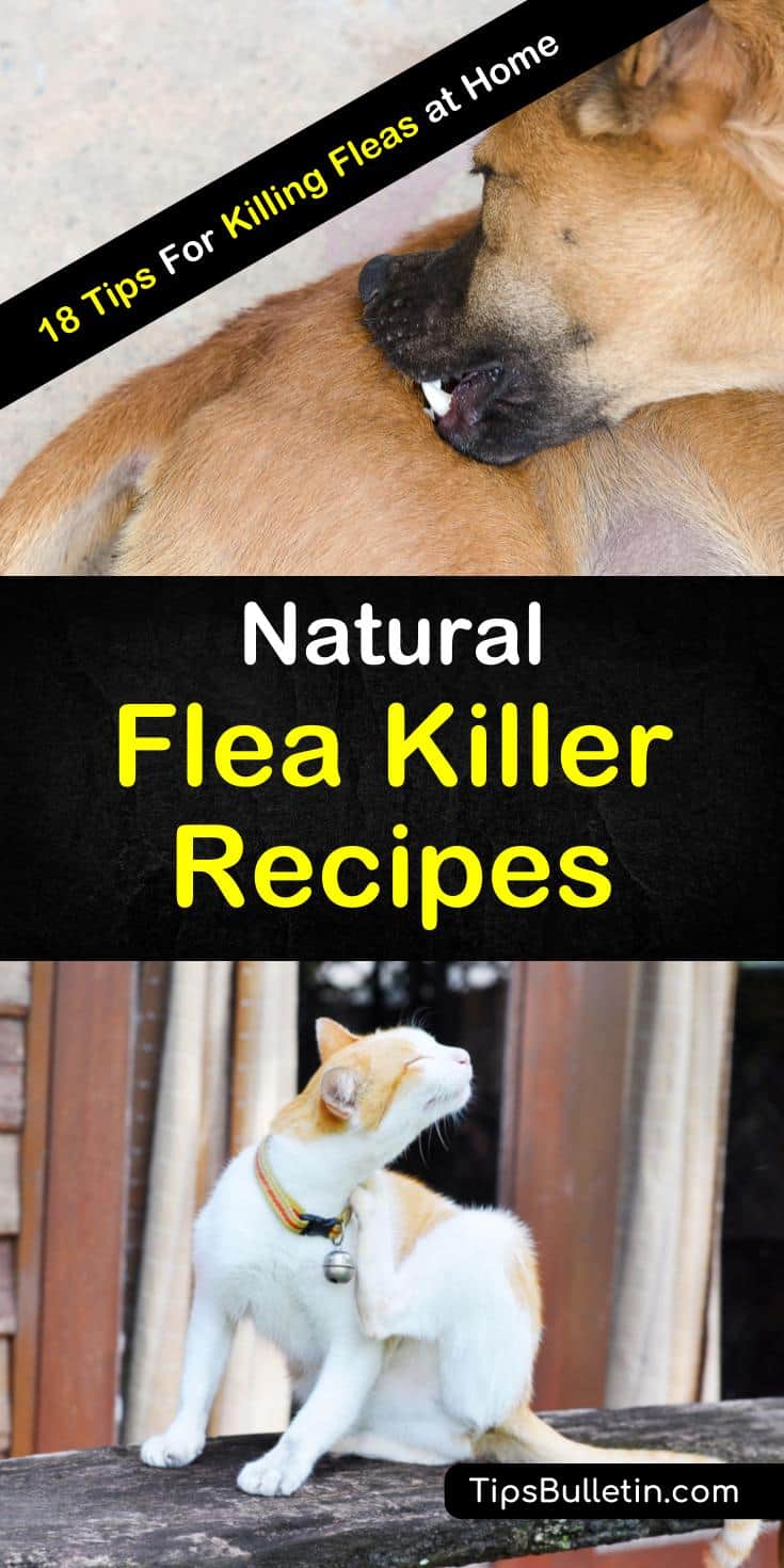 Learn how to make natural flea killers to help out your cats and dogs and make your life easier. It is easy to get rid of fleas and bed bugs with a simple, homemade spray. #fleakiller #naturalfleakiller #howtomake