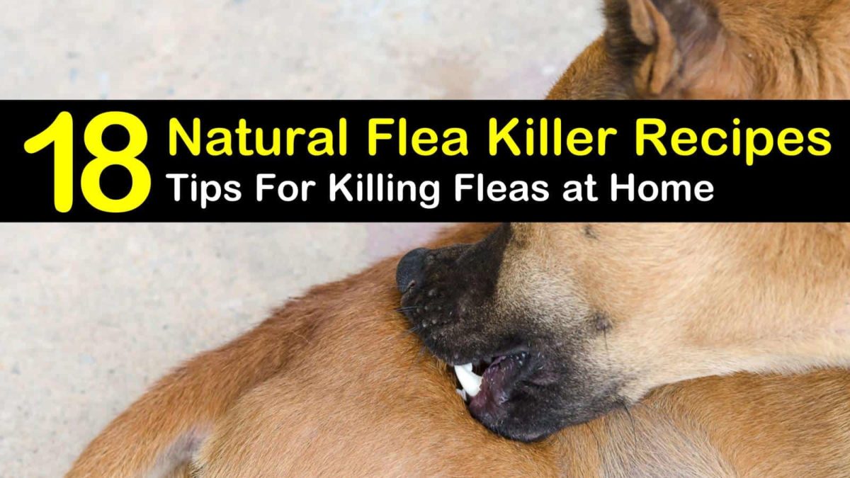 diy flea treatment