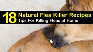 natural flea killer titleimg1