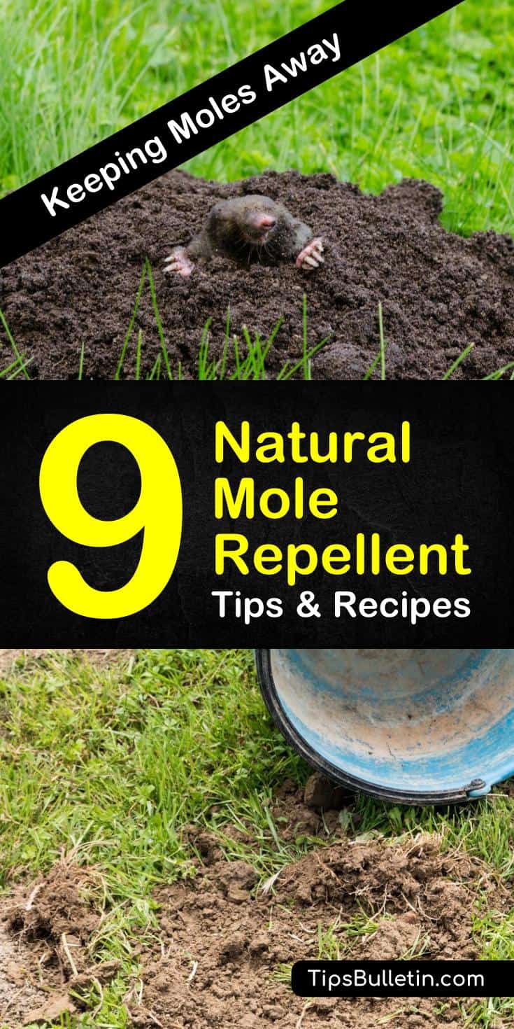 Useful Tips To Make Your Everyday Life Just A Bit BetterPest control doesn’t have to involve harsh chemicals that will ruin your plants. Natural mole repellent methods, including castor oil, effectively eliminate moles and other burrowing pests. #pestcontrol #getridofmoles #molecontrol #moles