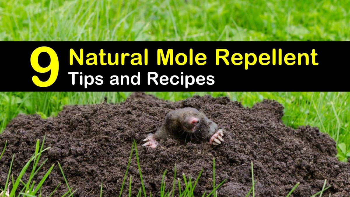 9 EasytoMake Mole Repellents