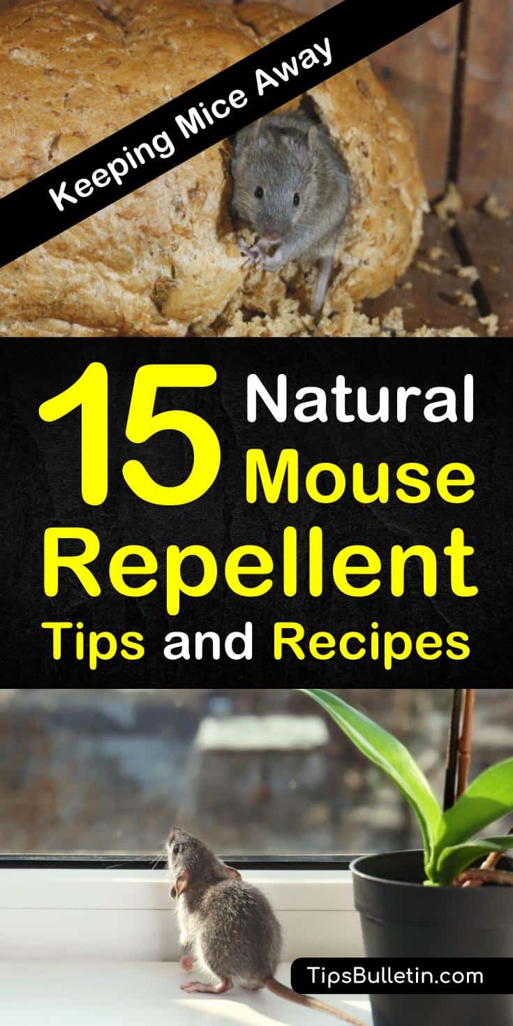 Find out 15 effective natural mouse repellents using affordable ingredients. Learn how to use essential oils such as peppermint and other natural homemade remedies to keep your home rodents free. #mouserepellent #DIY #PestControl #Rodents #mice