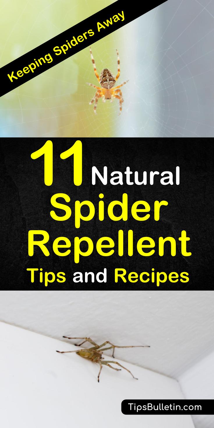 Learn about the different sprays and essential oils that you can use around your home for pest control. These diy recipes are perfect for home and for garden and will keep your house free of spiders and chemicals #naturalpestcontrol #diyspiderrepellent #spiders