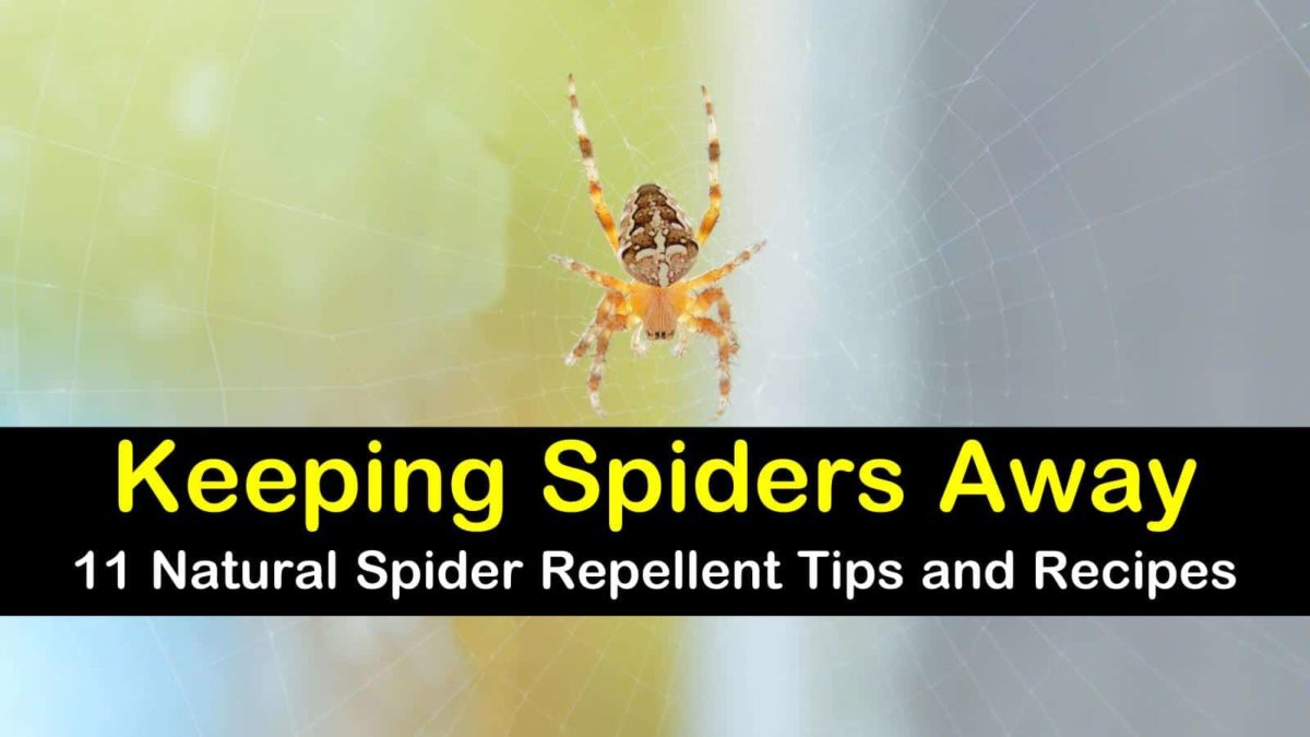 11 EasytoMake Spider Repellent Recipes