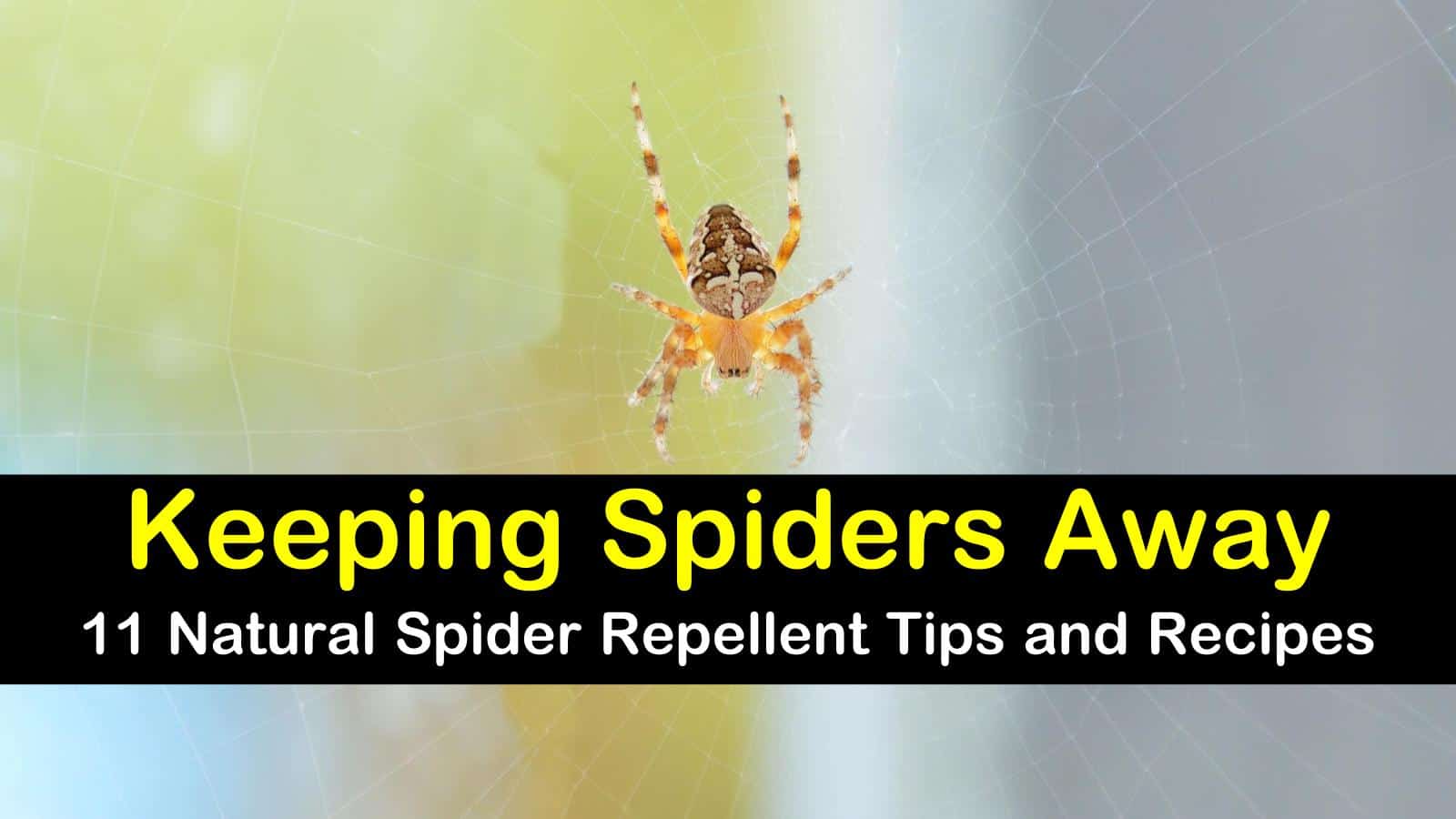 natural spider repellent titleimg1