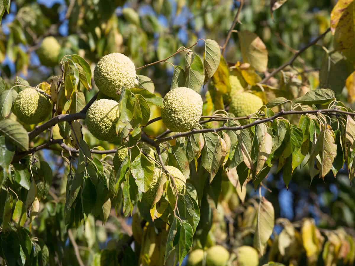 the osage orange is also known as a hedge apple