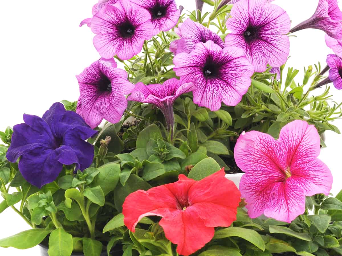 petunias come in a wide range of colors