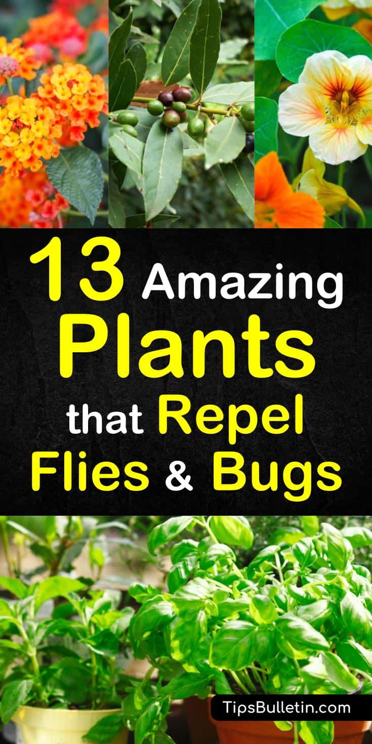 Discover the 13 best plants that repel flies and bugs and enjoy your patio and backyards more this summer. These plants work as a natural pest control method to repel mosquitos and other insects from yards and gardens. #repelinsects #plantsforpestcontrol #plantsthatrepelbugs