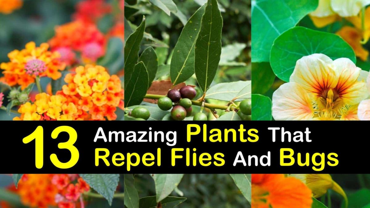 What plants keep flies away deals