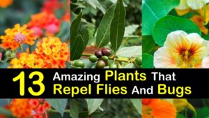 plants that repel flies titleimg1