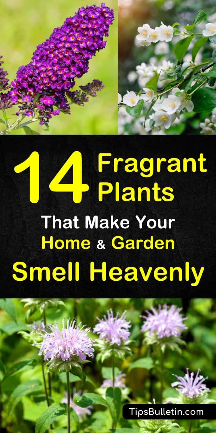 Learn about these 14 plants that smell amazing. Bring a beautiful fragrance into your home with these awesome natural gardens. Whether they are planted indoor or in yards, these fragrant plants will fill your house with year-round fragrance. #fragrantgarden #herbsgarden #plants #gardening