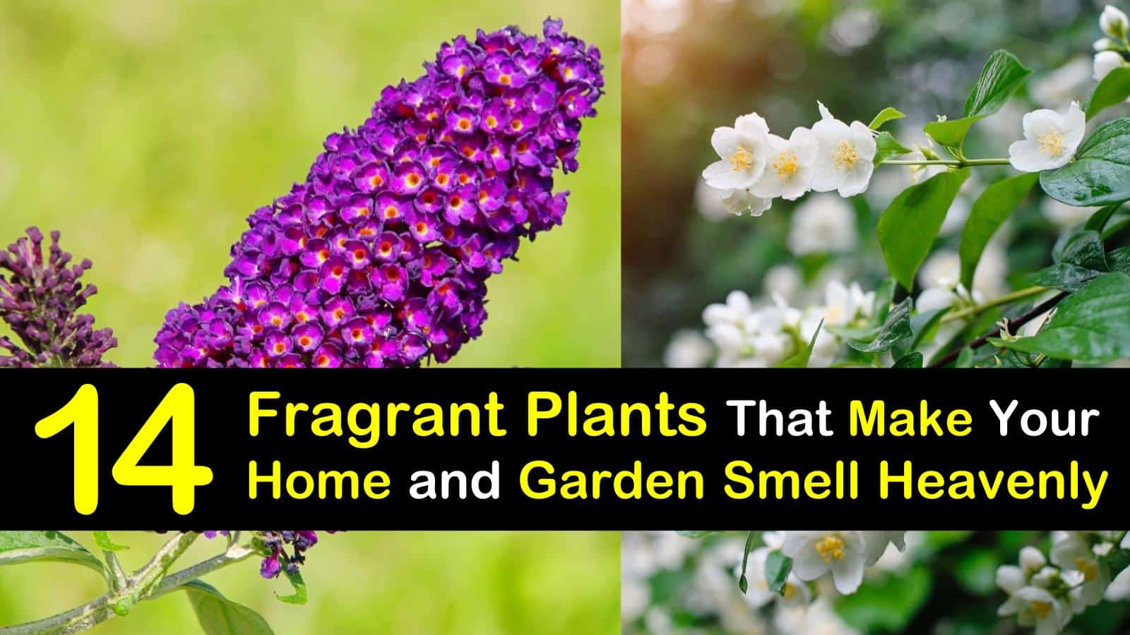 plants that smell good titleimg1