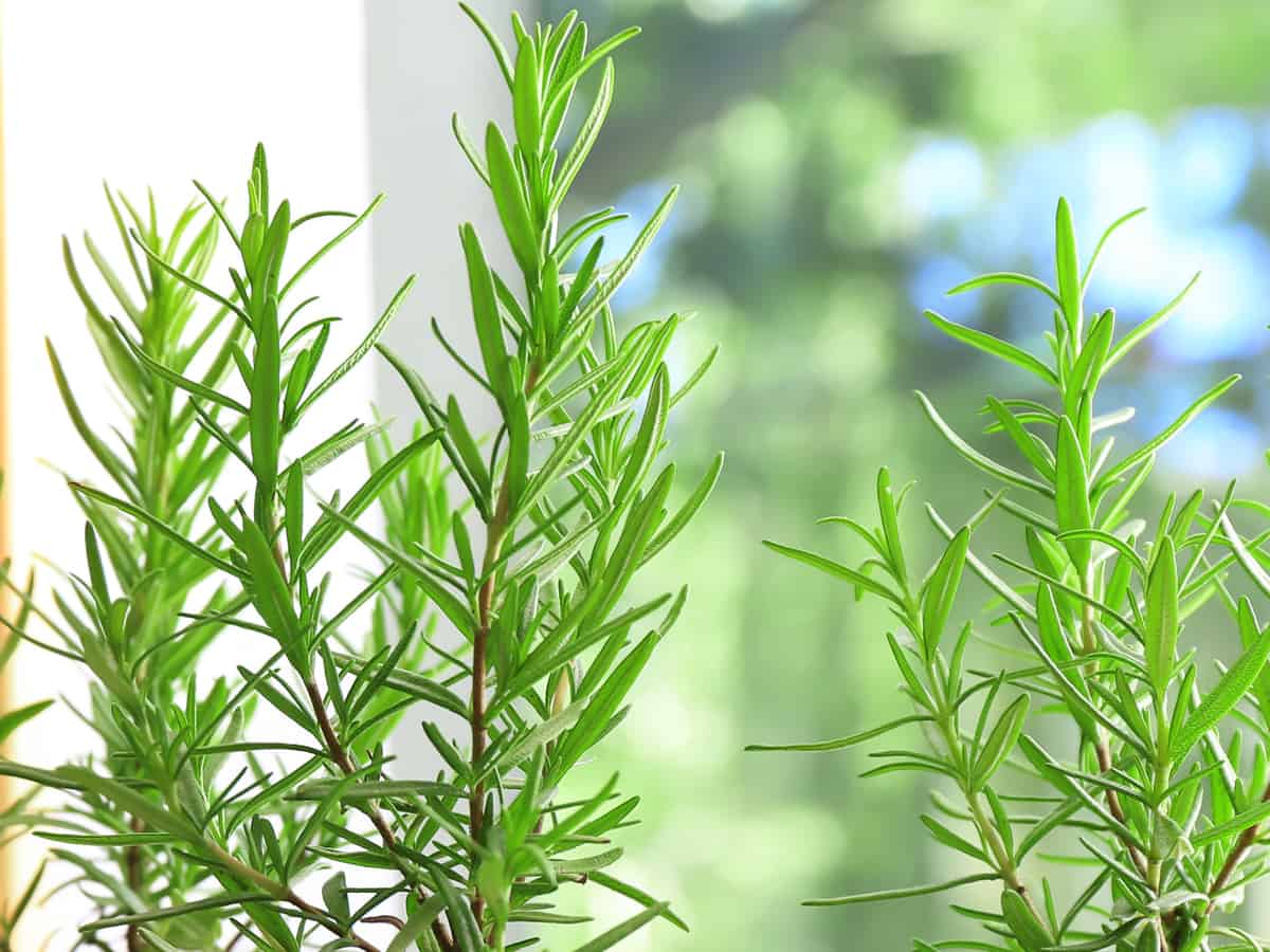 rosemary is one of the best spider repelling plants