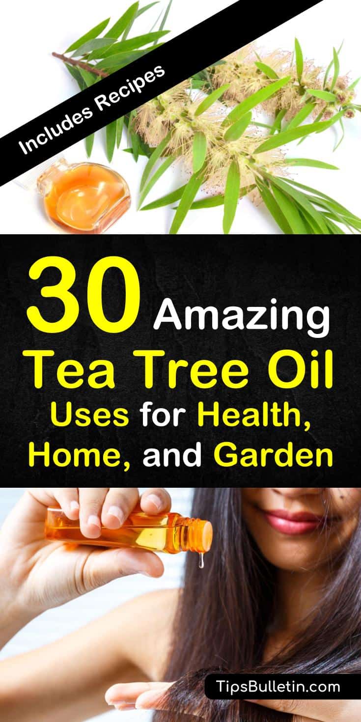 Tea tree oil, a derivative of the Melaleuca alternifolia tree from Australia, has amazing antiseptic and antibacterial properties. Learn how to use tea tree oil for your health, home, and garden. #teatreeoil #essentialoils