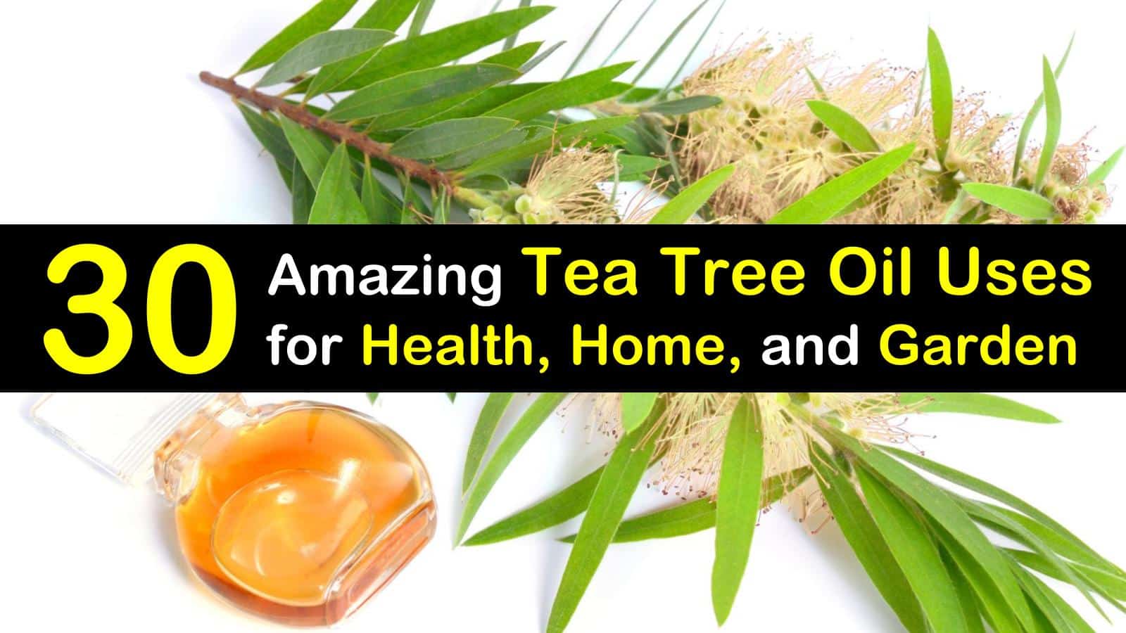 tea tree oil uses titleimg1