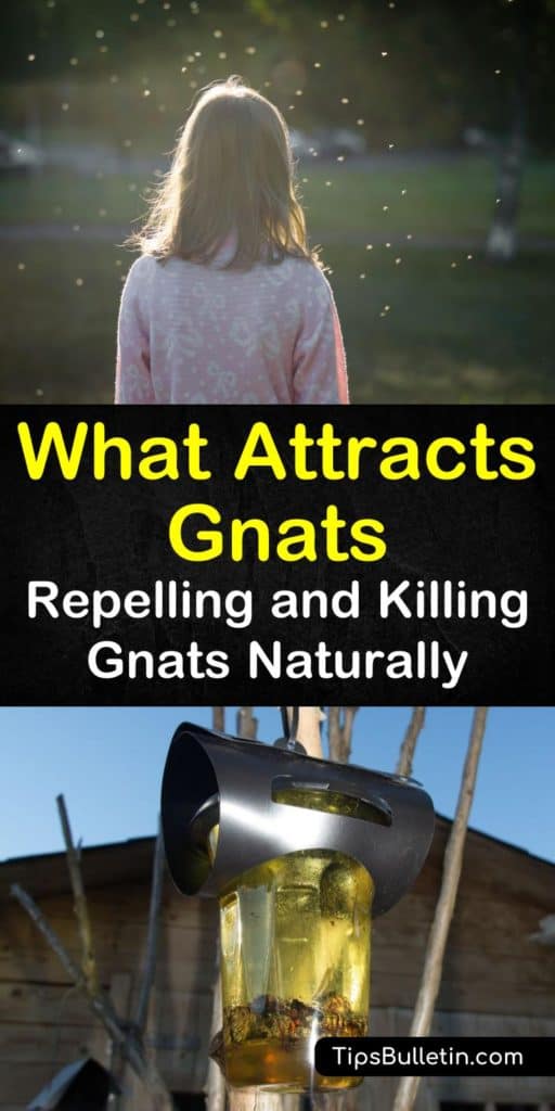 7+ Things that Attract Gnats & How to Repel Them