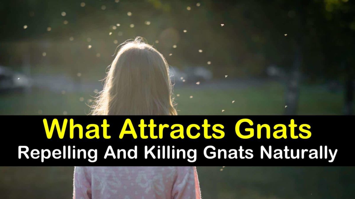 7+ Things that Attract Gnats & How to Repel Them